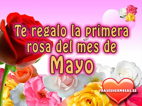 te regalo-la primera-rosa-de -mayo