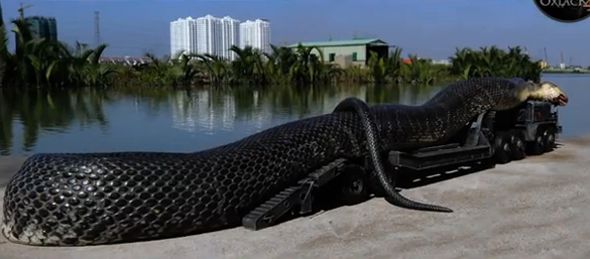 ▷ Imágenes de la serpiente más grande del mundo