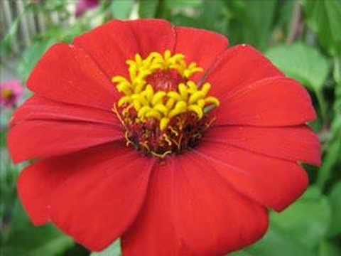 Imágenes de las flores de guatemala para descargar