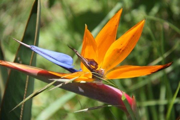 Imágenes de las flores de guatemala para descargar