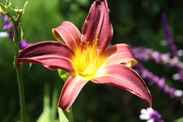 Imágenes de las flores de guatemala para descargar