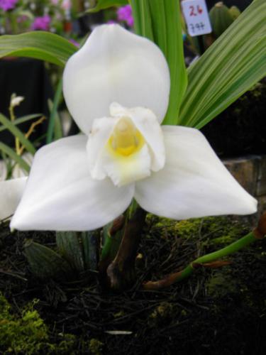 Imágenes de las flores de guatemala para descargar
