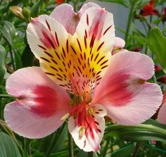 Imágenes de las flores de guatemala para descargar