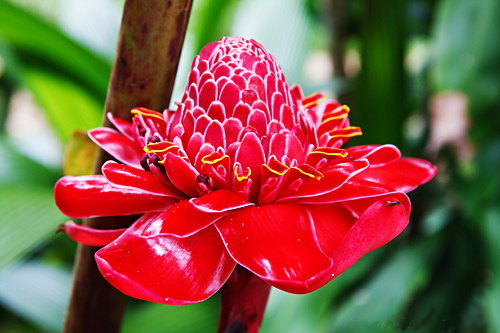 Imágenes de las flores de guatemala para descargar