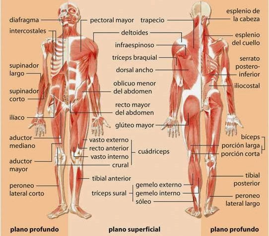 Musculos del cuerpo humano - Partes 2