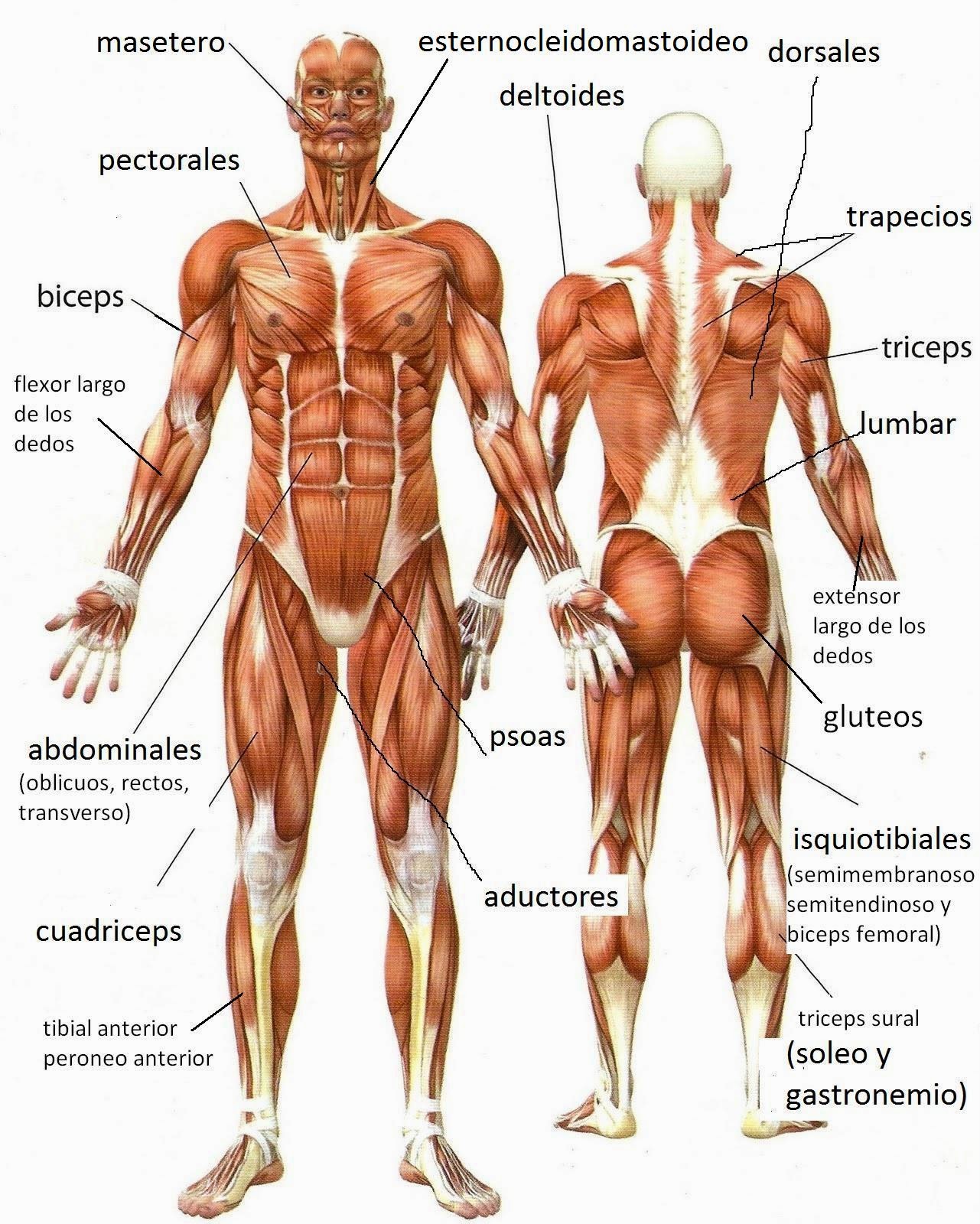 musculos-del-cuerpo-humano-1