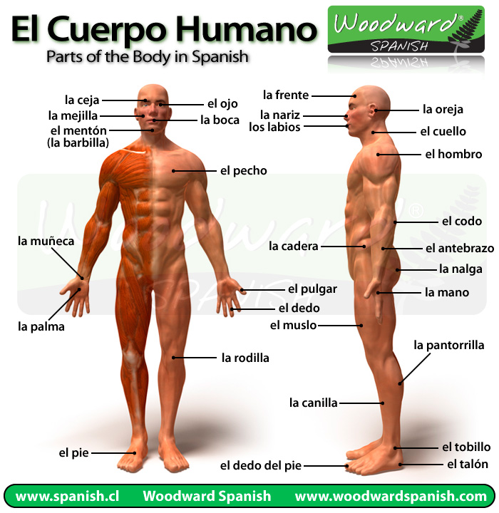 partes-del-cuerpo-humano