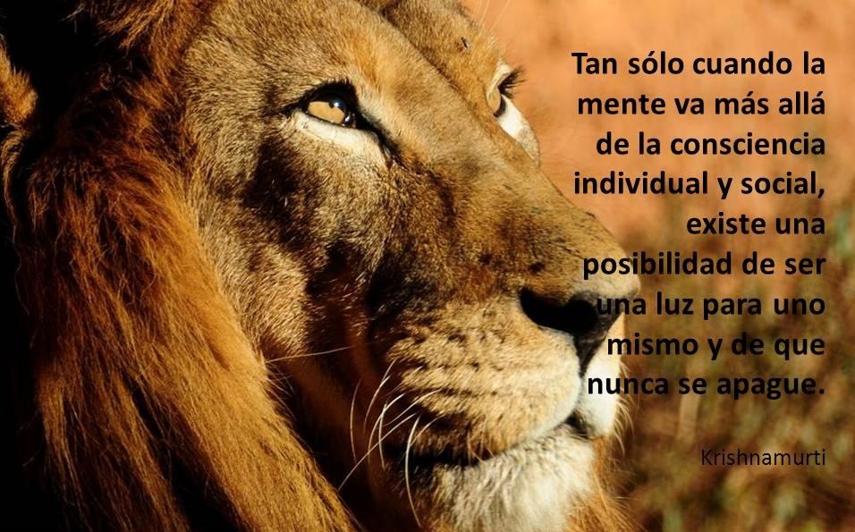 ▷ Imágenes de leones con reflexiones