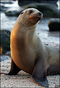 ▷ Imágenes de leones marinos