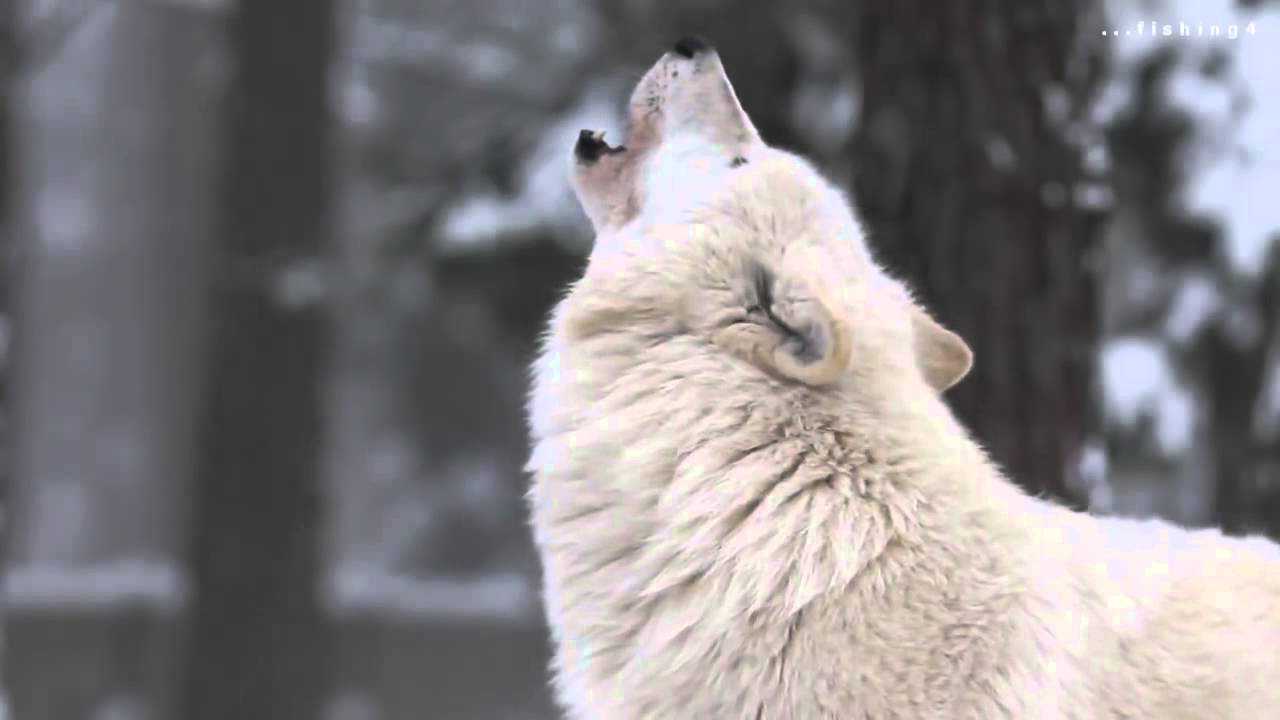▷ Imágenes de lobos aullando