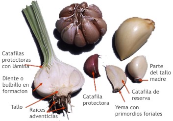 beneficios-de-comer-ajo-crudo-6