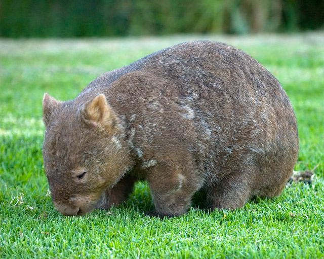 Wombat de nariz peluda