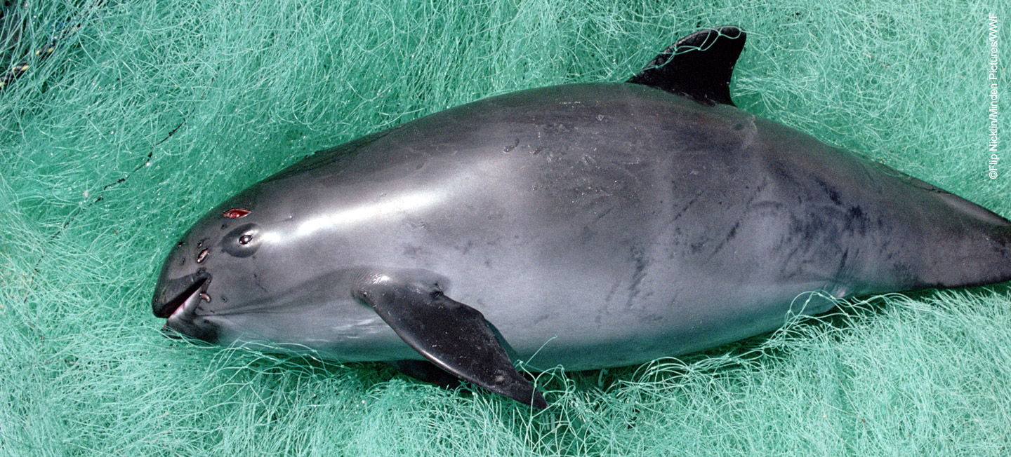 La vaquita es uno de los 5 animales más raros del mundo
