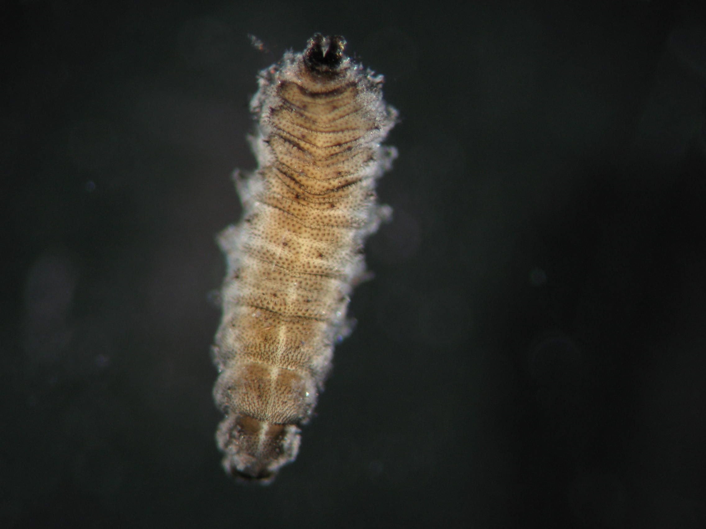 Imágenes de los animales invertebrados acuáticos para tarea