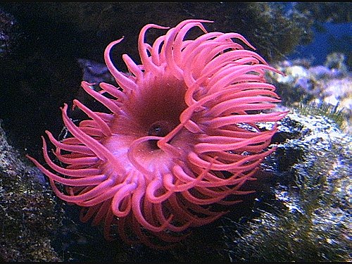 Imágenes de los animales invertebrados acuáticos para tarea