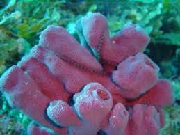 Imágenes de los animales invertebrados acuáticos para tarea