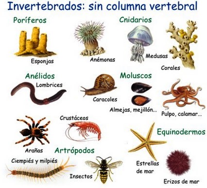 Imágenes de los animales invertebrados para descargar