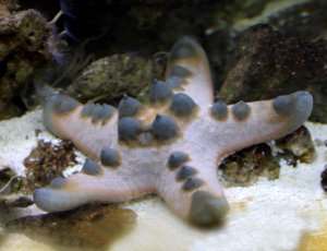 Imágenes de los animales invertebrados para descargar