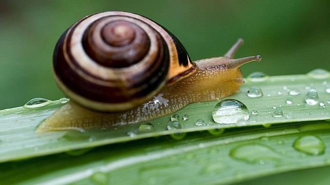 Imágenes de los animales invertebrados para descargar