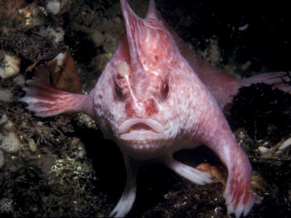 Imágenes de los animales más raros para descargar