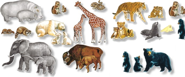 animales - terrestres 4