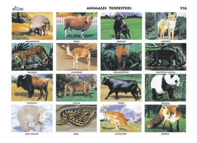 animales - terrestres 5