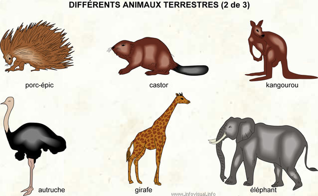 animales - terrestres