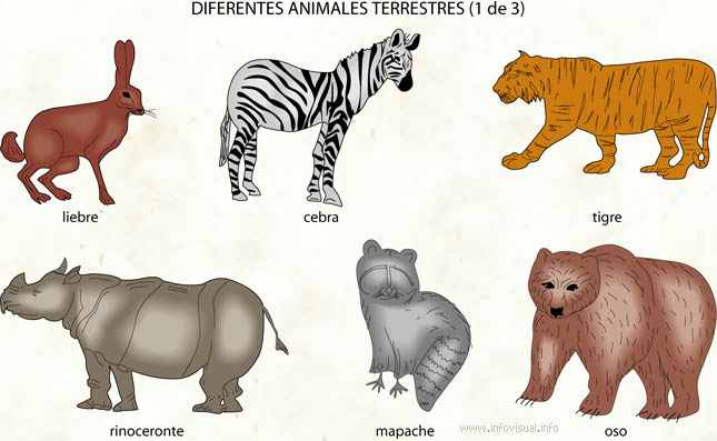 ▷ Imágenes de los animales terrestres