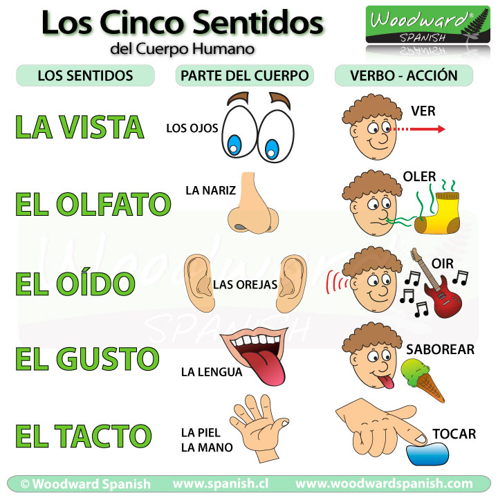 ▷ Imágenes de los cinco sentidos