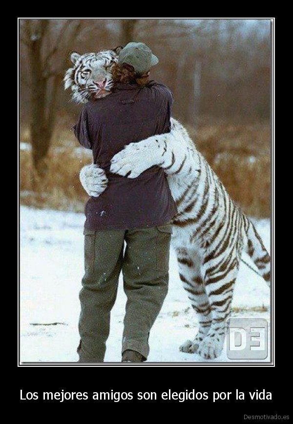 desmotivado.es_Los-mejores-amigos-son-elegidos-por-la-vida-_134843047116