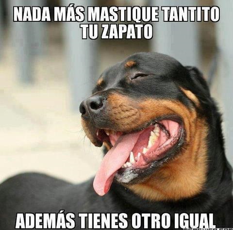 ▷ Imágenes de memes de memes de perros