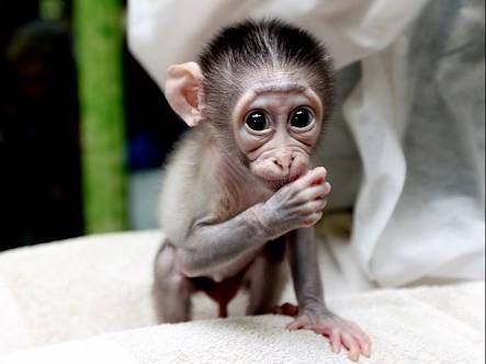 ▷ Imágenes de monos bebes