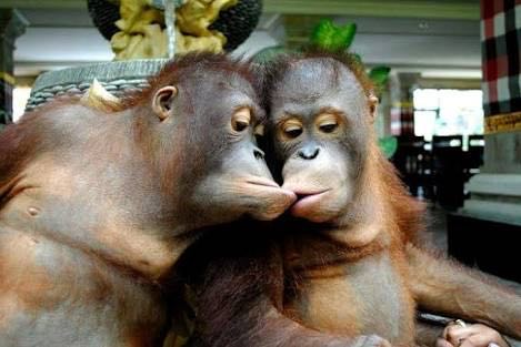 ▷ Imágenes de monos enamorados