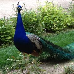 114c6c66bdd33ebbc1711cbe0d52a1a4