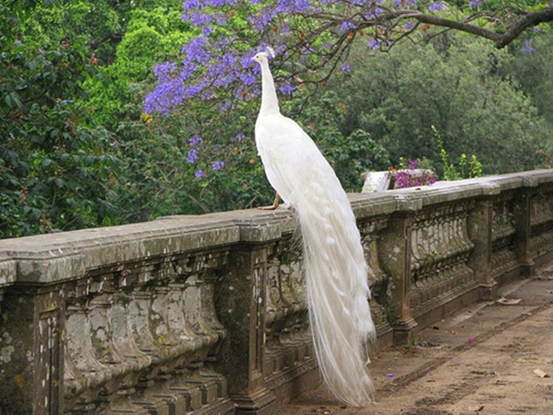 ▷ Imágenes de pavos reales blancos