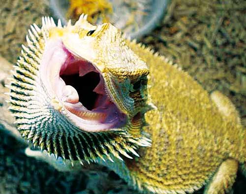 Imágenes de peces hermosos para descargar