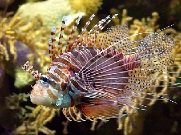 Imágenes de peces hermosos para descargar