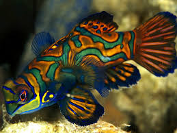 Imágenes de peces hermosos para descargar