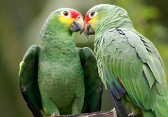 ▷ Imágenes de pericos