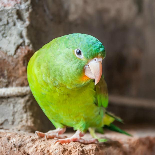 ellasmascotaperico1x