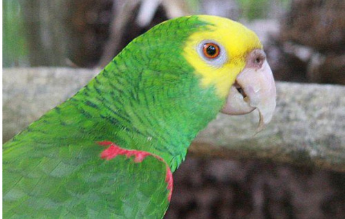 pericos-como-escuchan