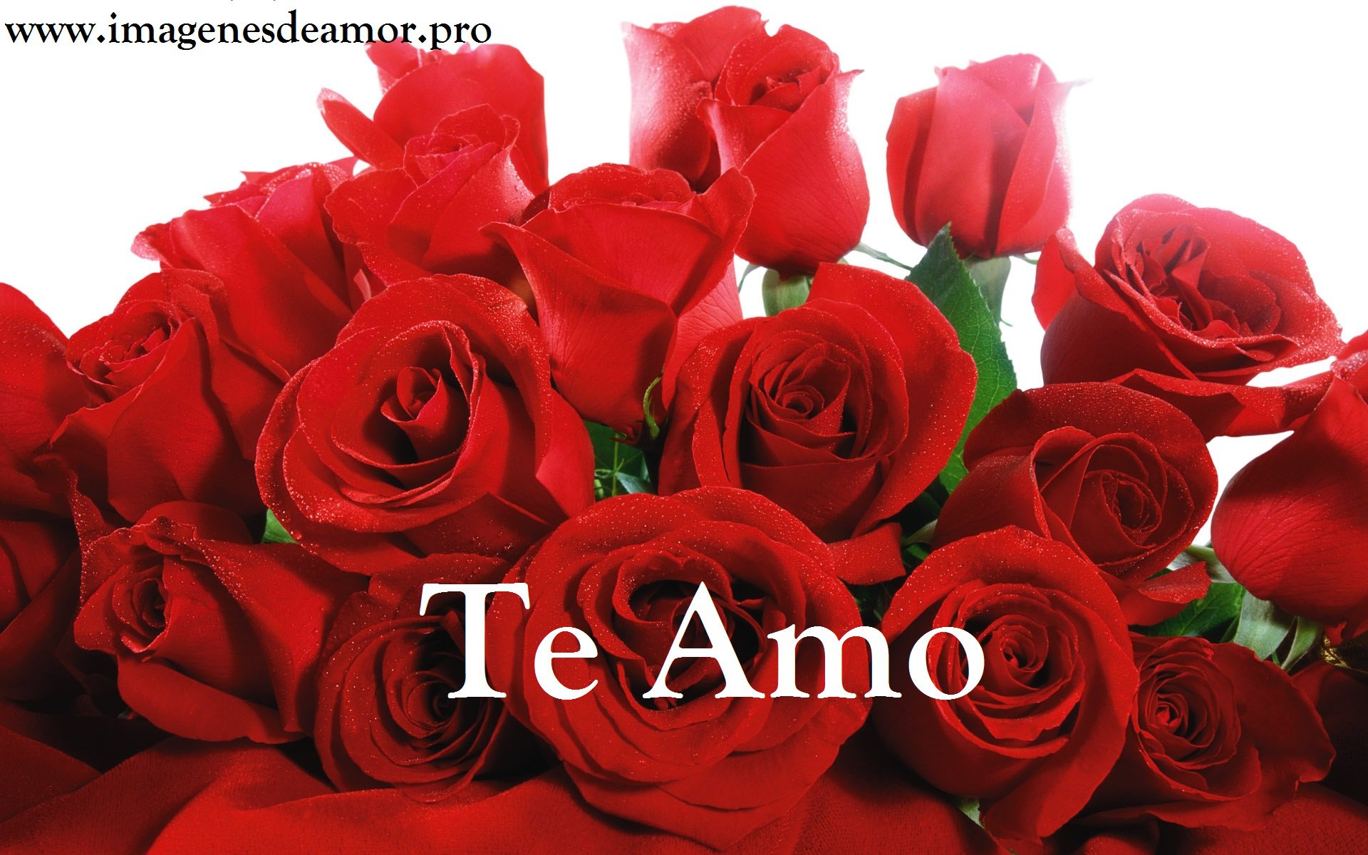 rosas_ramo