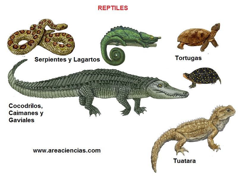 Imágenes de reptiles para descargar