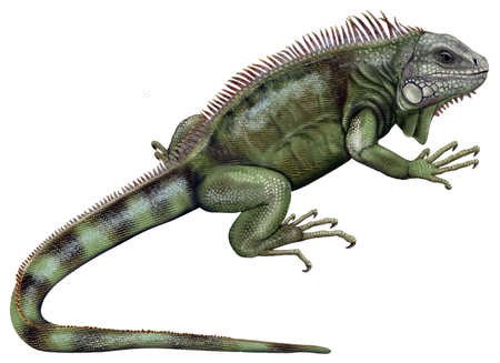 Imágenes de reptiles para descargar