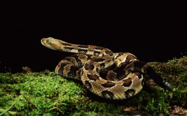 Imágenes de reptiles para descargar