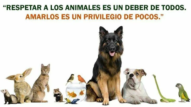 respeto para los animales