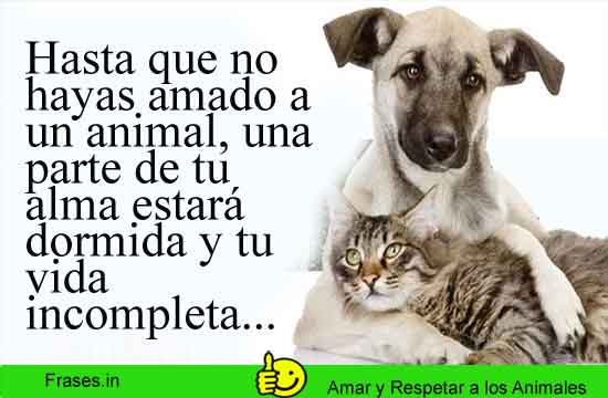 frases-amor-respeto-a-los-animales-1