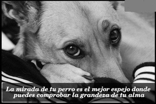 ▷ Imágenes de respeto por los animales