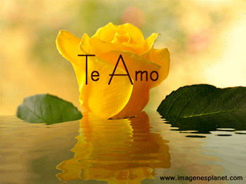 te-amo-con-rosa-amarilla