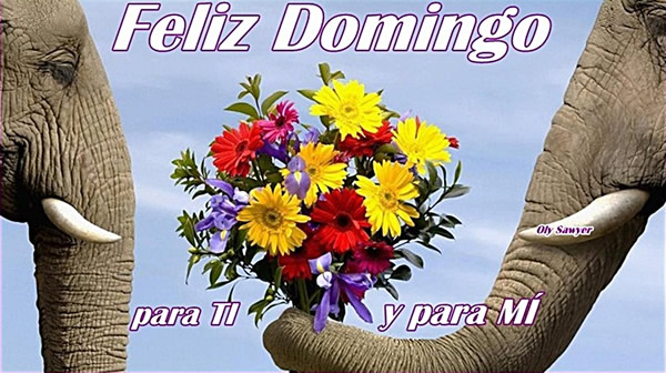 ▷ Imágenes de rosas amarillas de feliz domingo